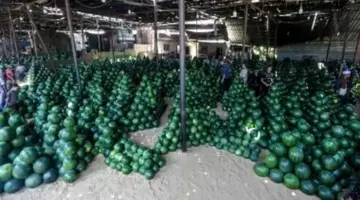 أسعار الفاكهة اليوم بأسواق مطروح اليوم الأحد 12-4-2026.. البطيخ بـ20 جنيهاً